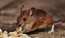 24 Hour & Emergency Exterminators in Union Springs, AL